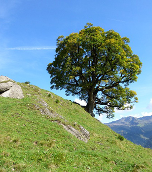 安全稳定可靠的ddos工具下载